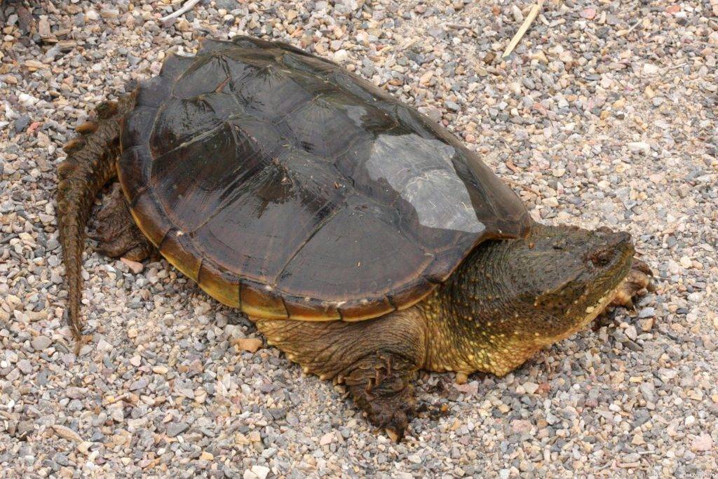 Каймановая черепаха: фото, внешний вид, ареал обитания