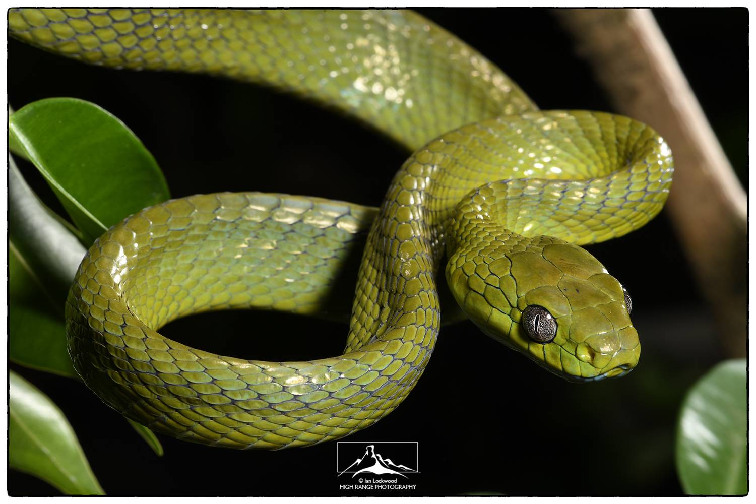 Змея зеленая бойга, описание, содержание, размножение