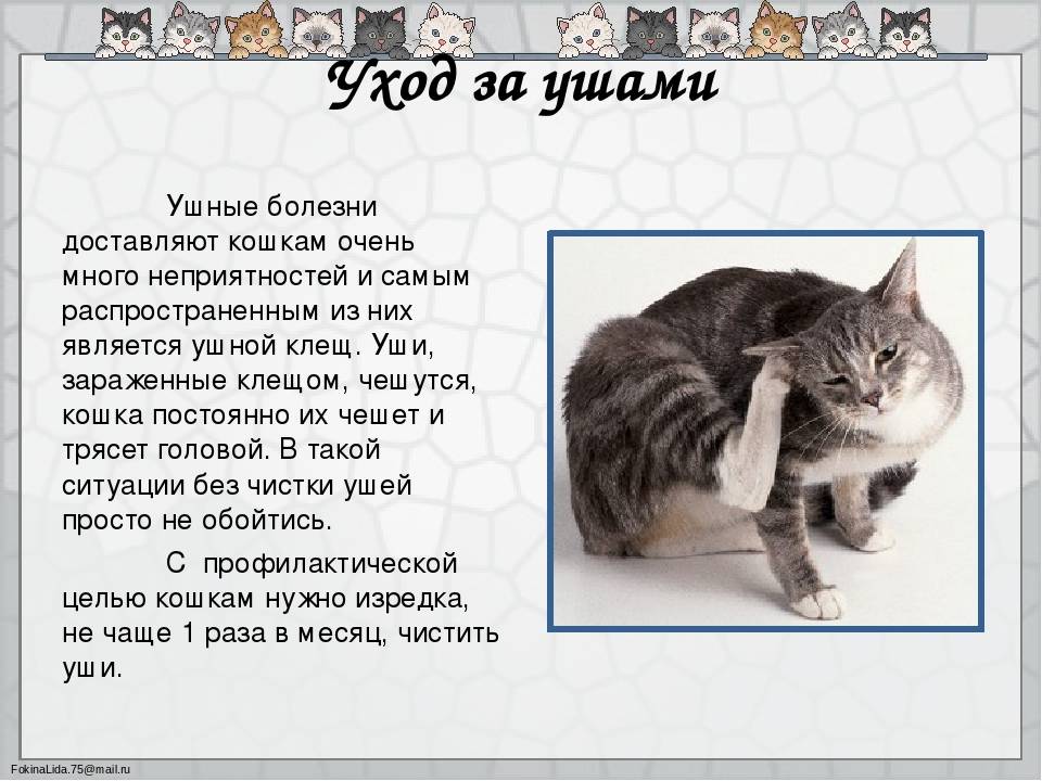 Правила и рекомендации по правильному уходу за домашними кошками и котами