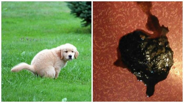 У собаки черный кал: все возможные причины и способы лечения в домашних условиях