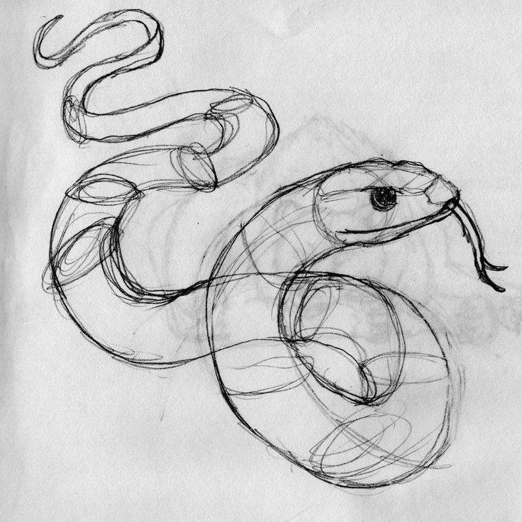 Вопрос: как выбрать первую ручную змею? - питомцы и животные | studok.net