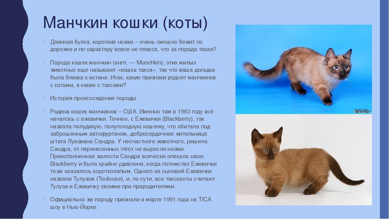 Ликой или кот-оборотень: особенности породы