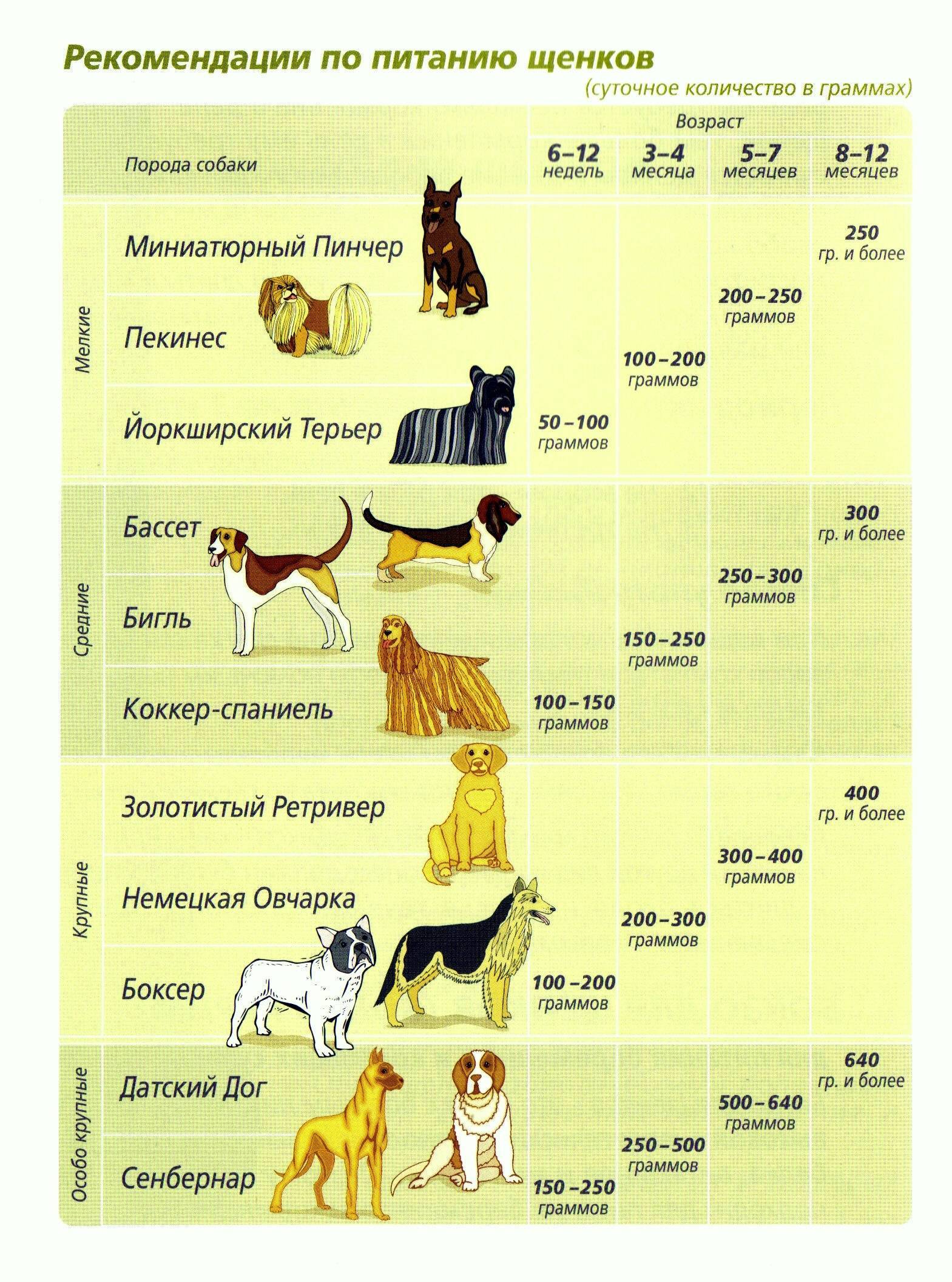 Сколько грамм сухого корма давать собаке в день, как рассчитать дозировку, таблица с нормами, количество натурального питания, для разных пород