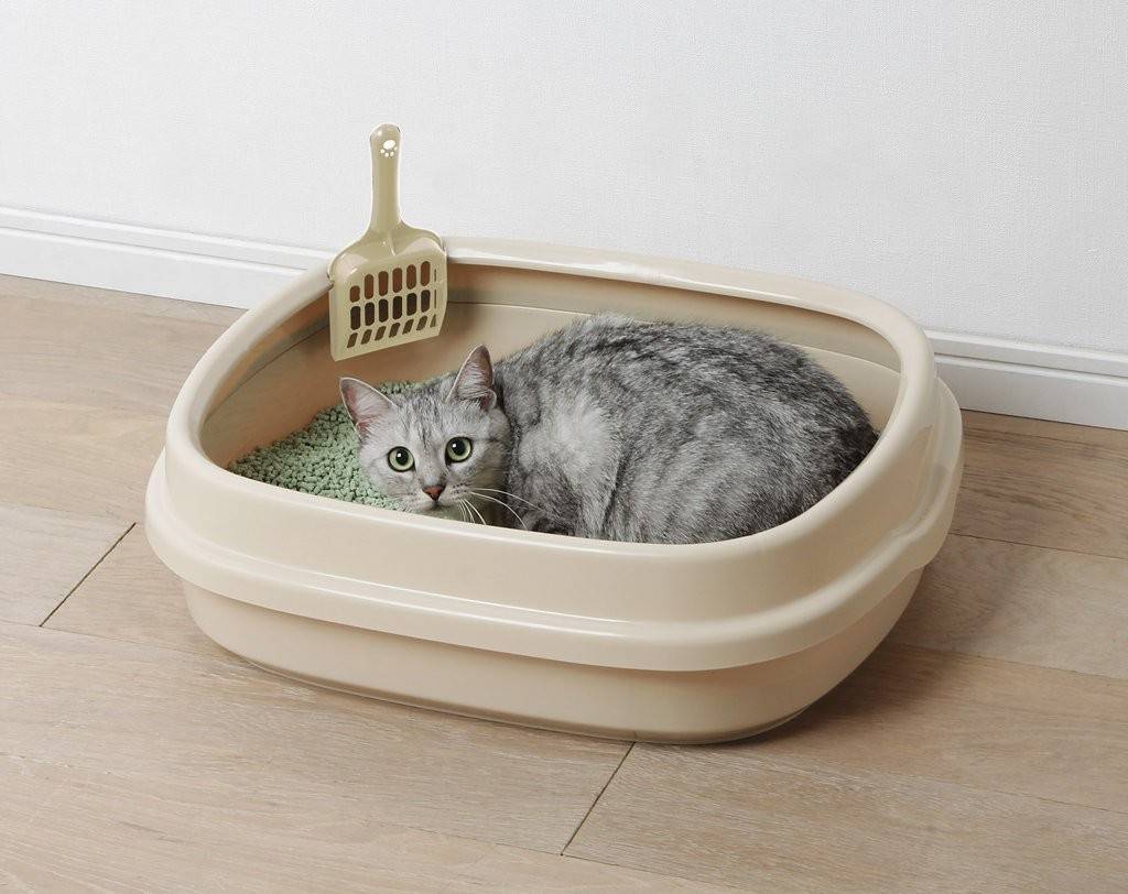 Наполнитель для кошачьего туалета: какой лучше, отзывы