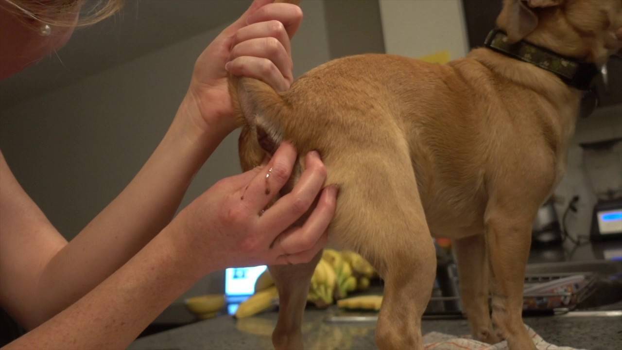 Как лечить воспаление параанальных желез у собак, чистка | блог ветклиники "беланта"