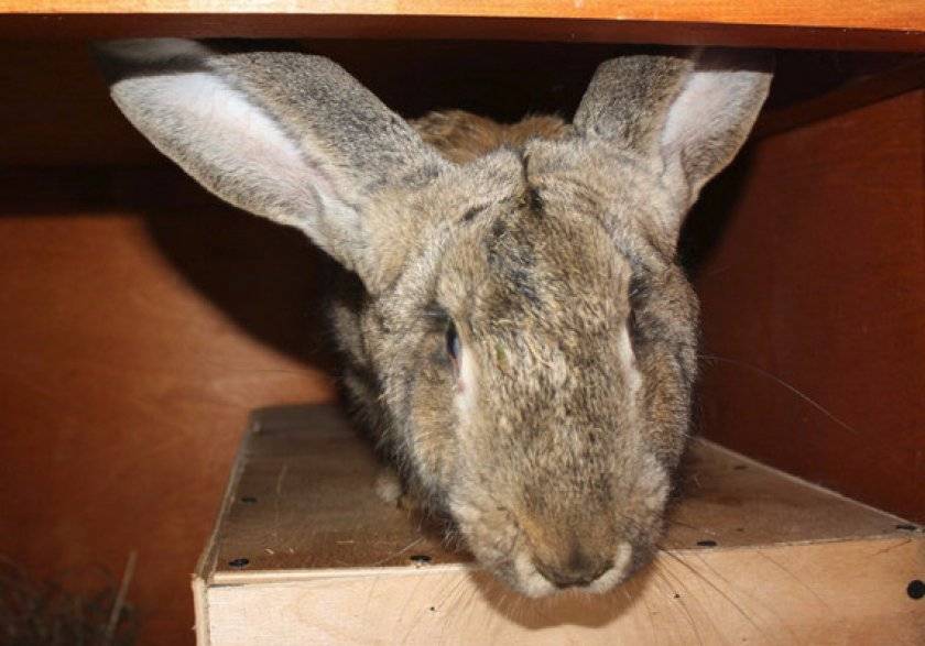 Кролики породы бельгийский великан (фландр): описание, разведение и содержание в домашних условиях
