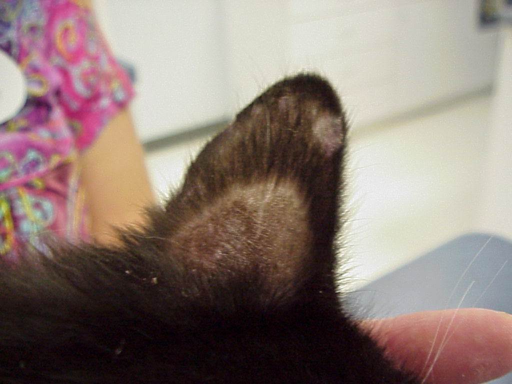 У кошки в ушах коричневый налет внутри