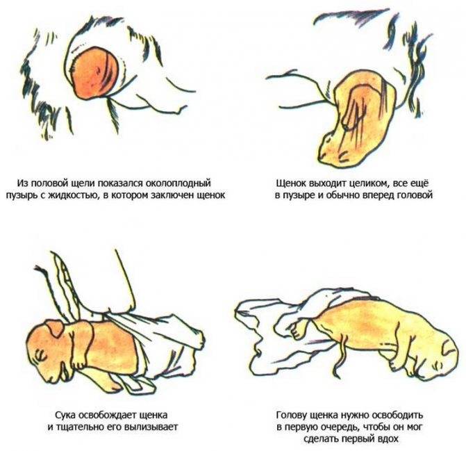 Сколько длится беременность у собак: срок вынашивания щенков