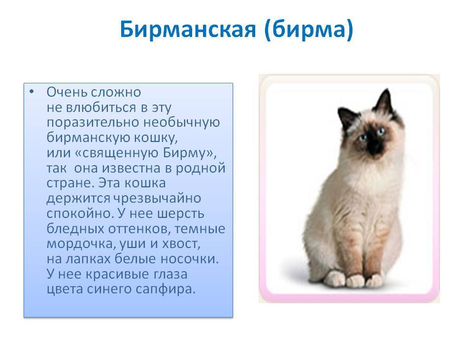 Сибирская кошка: описание породы, фото, корм, характер и повадки, окрасы, сколько стоит, бухарский кот