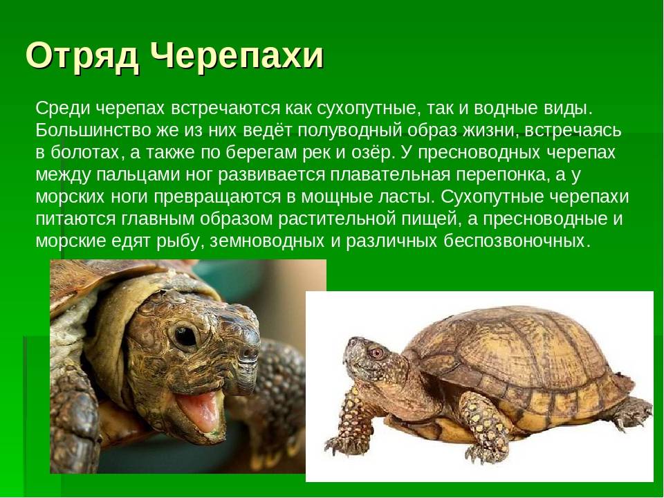 Разведение сухопутных черепах в неволе: необходимые условия для получения потомства