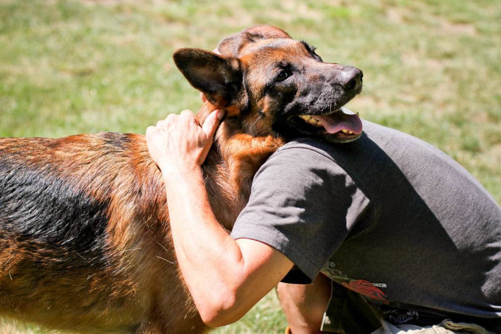 Как собака выбирает хозяина и как понять, кто для нее является лидером