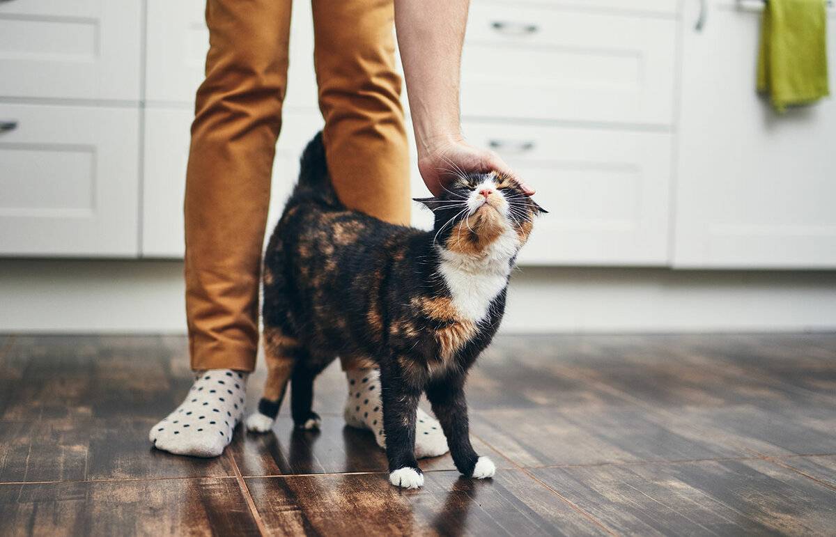 7 причин, почему кошка не отходит от хозяина