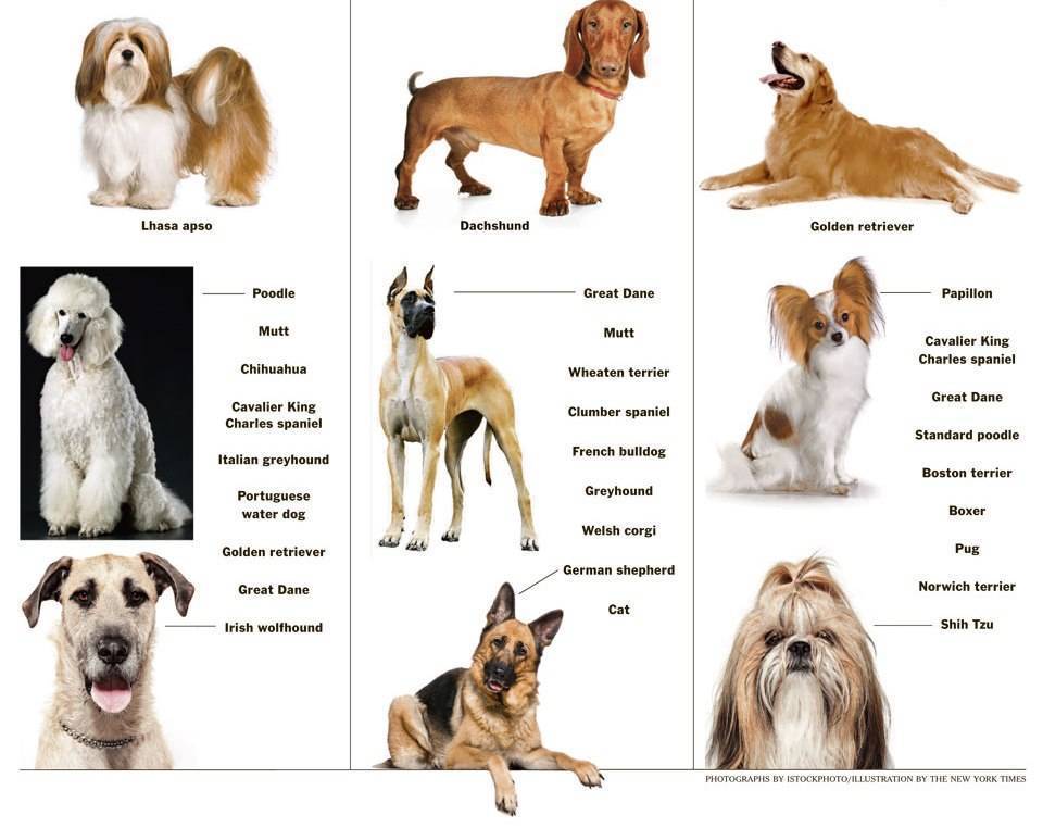 Самые маленькие породы собак в мире: фото, названия, описания