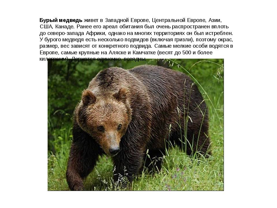 Медведь. описание, названия и особенности медведей