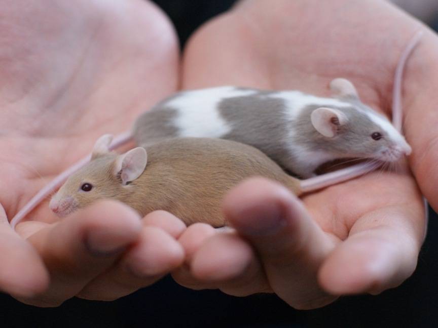 Чем питаются мыши в домашних условиях и в природе полевые и летучие