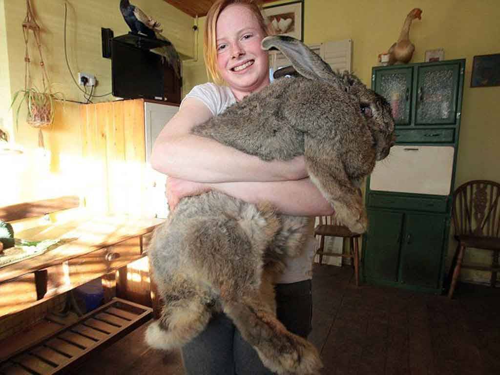Сколько весят кролики, разных пород: фото