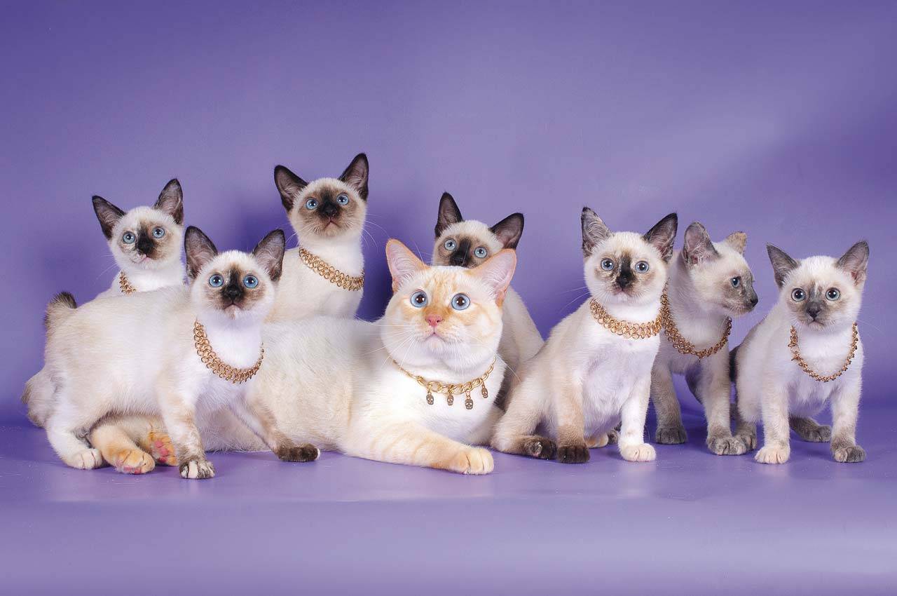 Меконгский бобтейл - описание породы: фото кошек, стандарты, окрасы, характер
