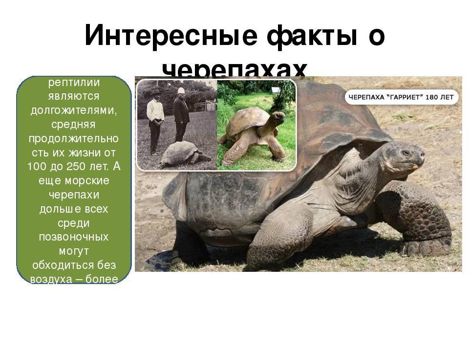 Общение с черепахой и приручение - черепахи.ру - все о черепахах и для черепах