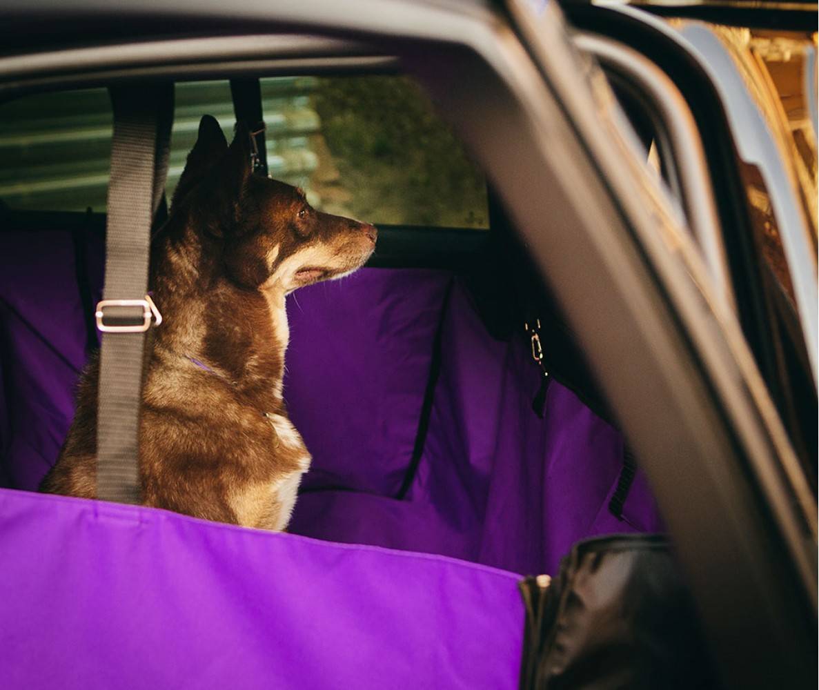 Автогамак для перевозки собак в автомобиле: машине, ремни, сетка