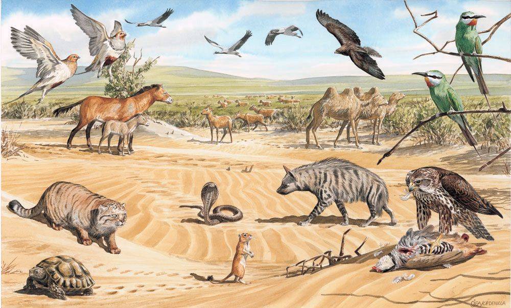 Как животные приспособились к жизни в пустыне