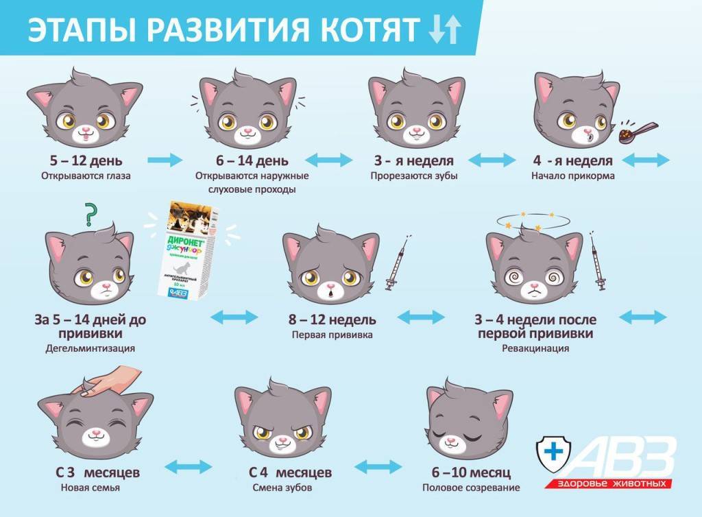 Развитие котят по неделям и по дням после рождения