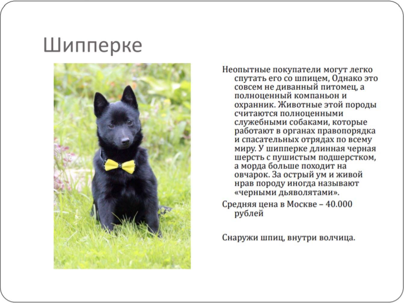 ᐉ шипперке: описание породы, характер, содержание и уход - zoovet24.ru