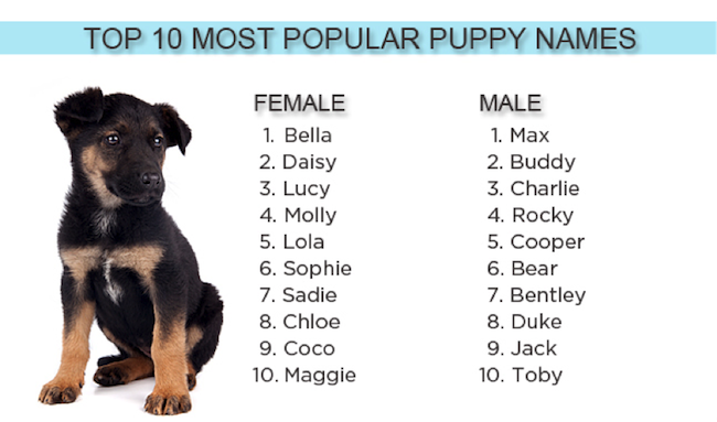 Редкие имена для собак