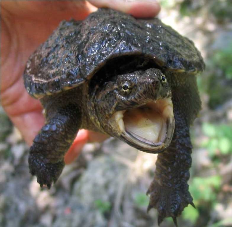 Особенности содержания каймановых черепах в домашних условиях :: syl.ru