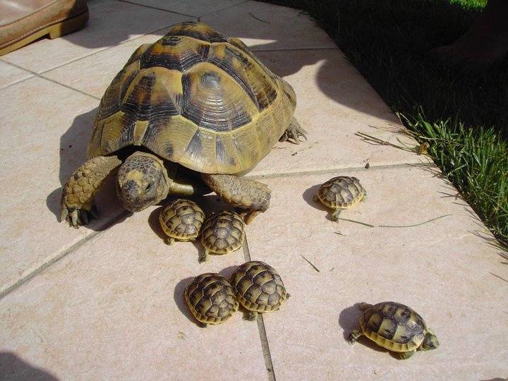 Сколько живут сухопутные черепахи. продолжительность жизни