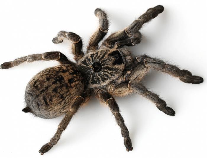 Домашний мексиканский паук птицеед - содержание, сколько живёт, чем кормить