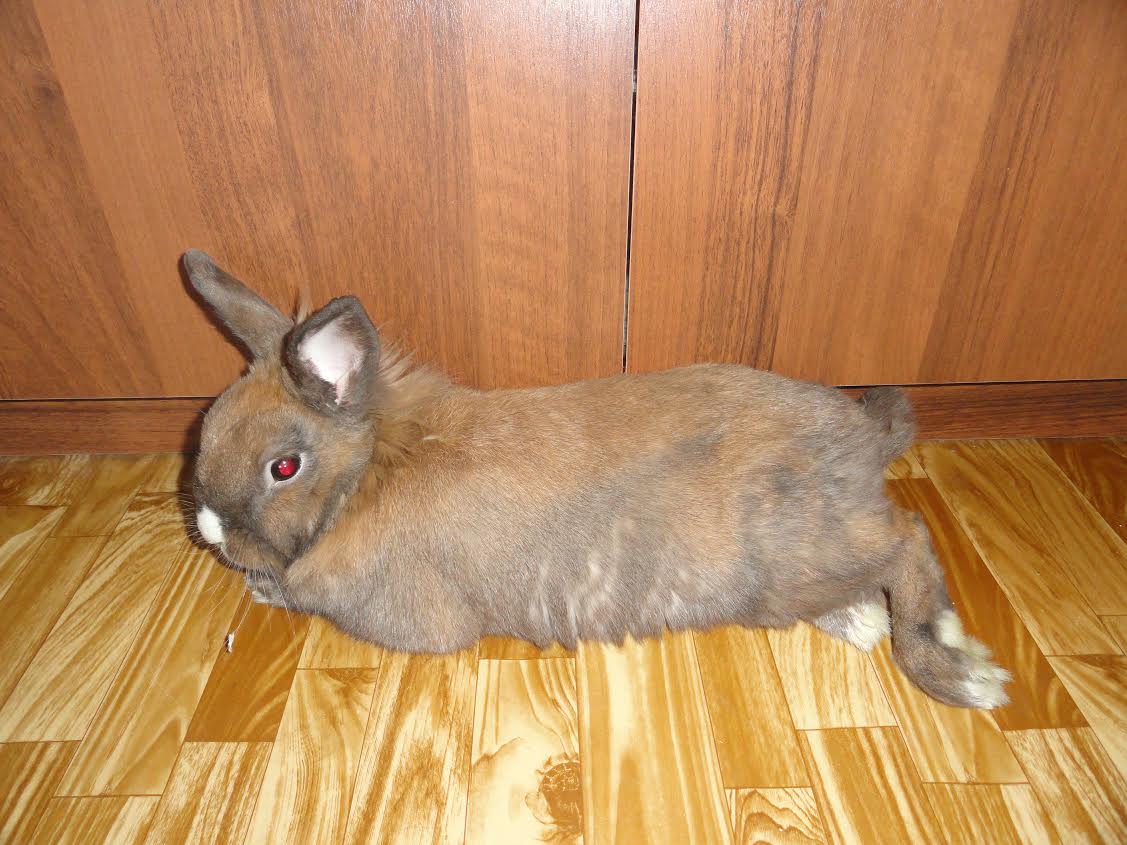Почему кролики умирают один за другим без видимых причин, большие и маленькие, что надо делать - omvesti.com