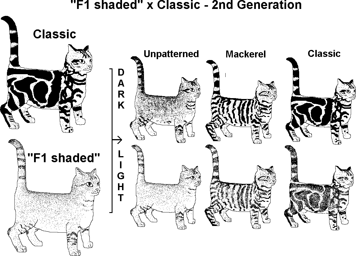 Породы кошек с окрасом «мраморный табби»: фото и описание экстерьера необычных котов