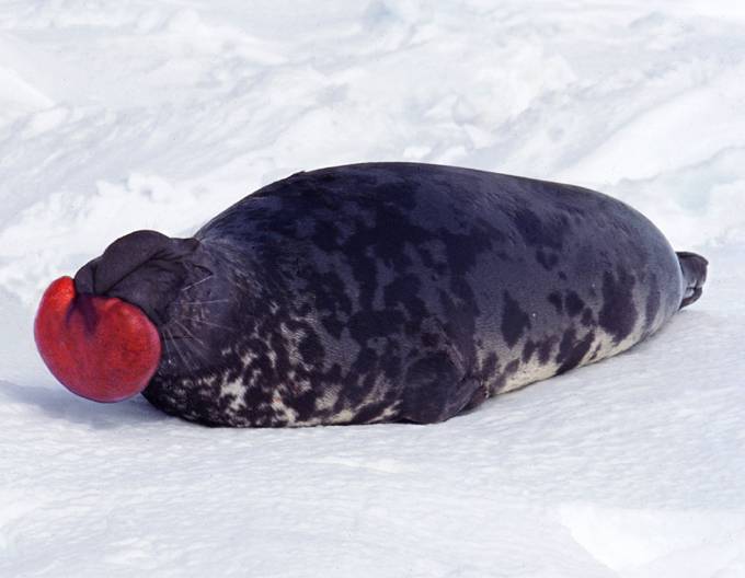 Гренландский тюлень (фото): как выглядит, где обитает, чем питается и интересные факты