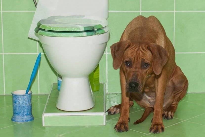 Запор у собаки: что делать в домашних условиях, чем лечить, какие слабительные помогут