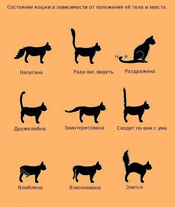 Чёрный окрас кошек: стандарты и особенности, породы с описанием, фото котят
