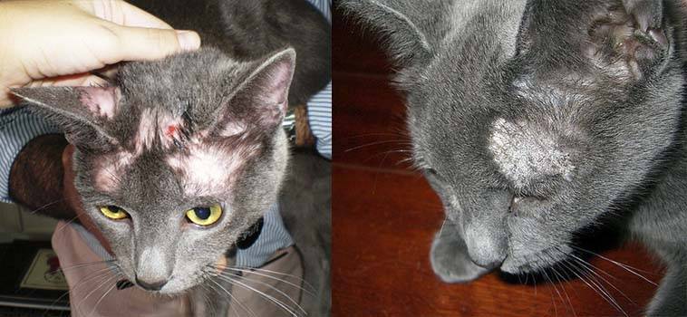 Кожные заболевания у котов и кошек: виды, симптомы, лечение | ваши питомцы