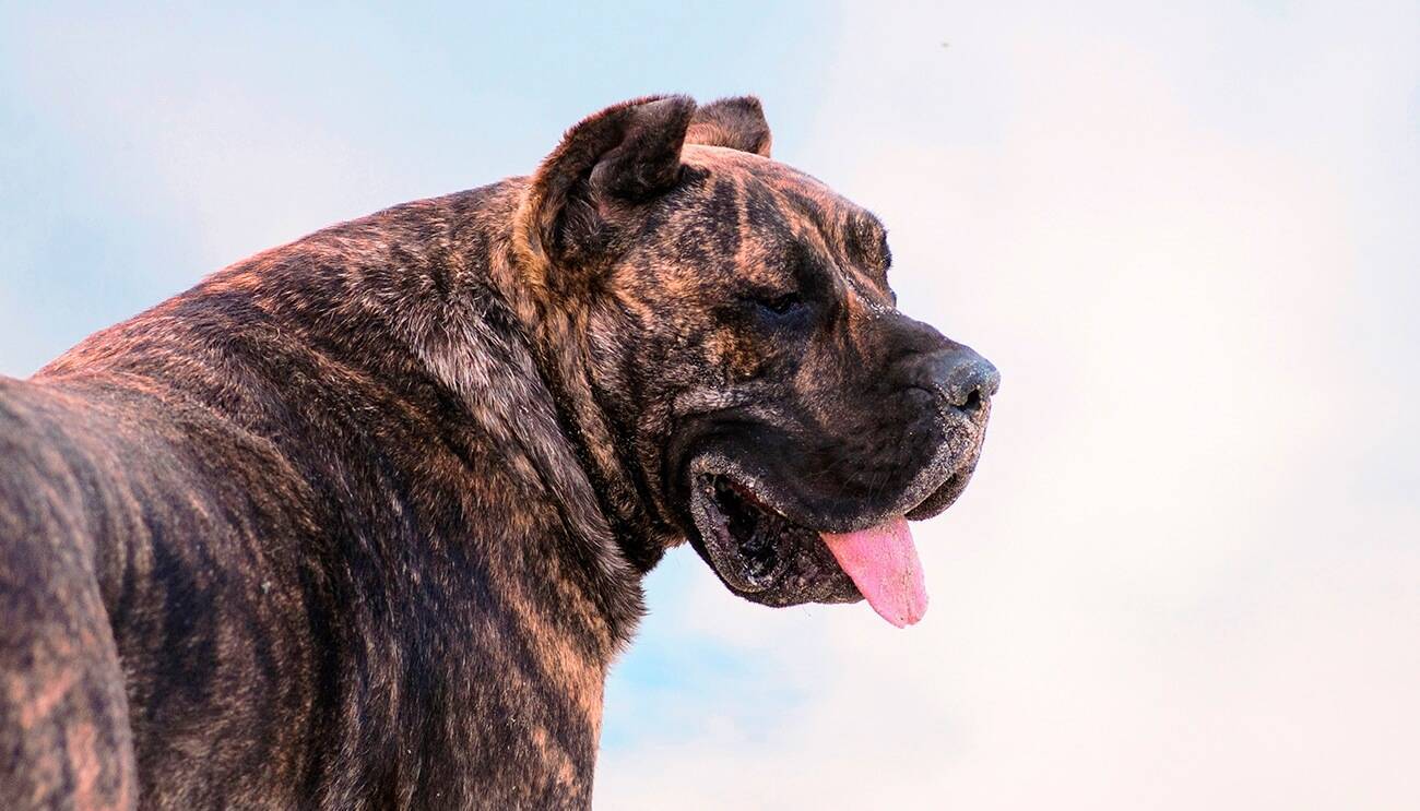 Аланский дог — фото, описание породы, характер, здоровье собаки и прочее