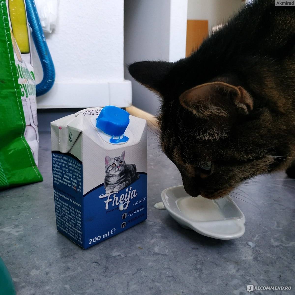 Можно ли котятам молоко? ответы и рекомендации
