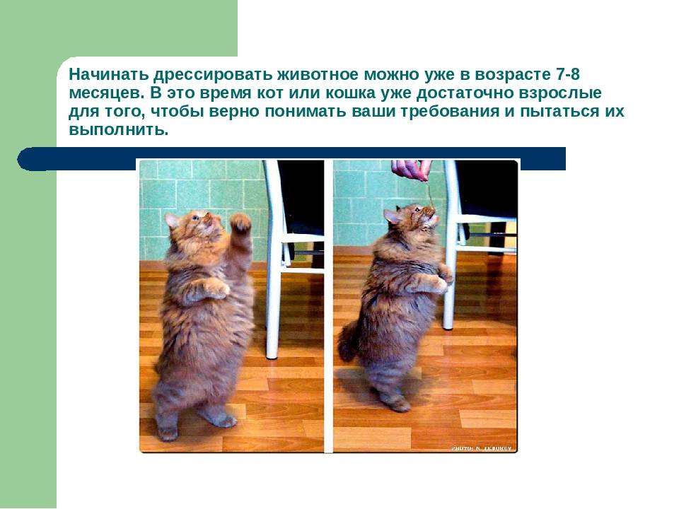 ᐉ как дрессировать кошку? - ➡ motildazoo.ru