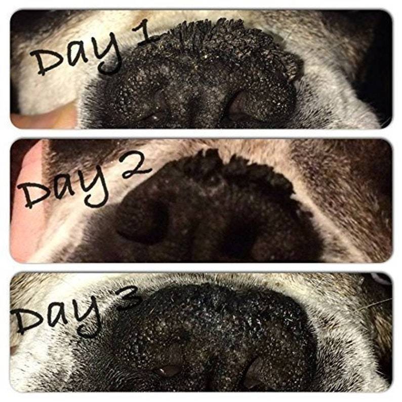 У щенка сухой нос: норма или патология | ваши питомцы