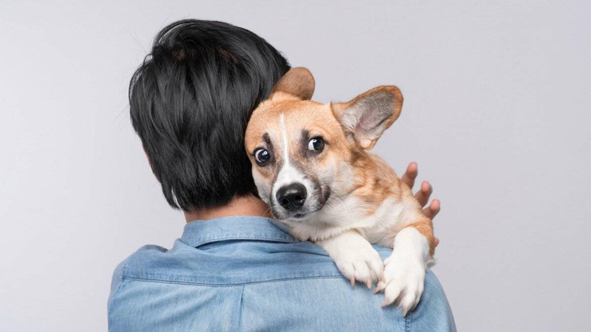 Как не бояться собак: советы по психологии