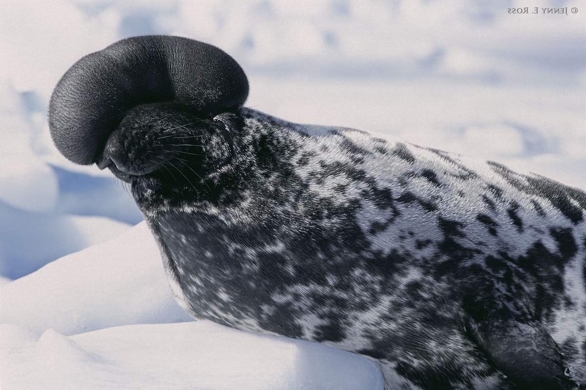 Ушастый тюлень. образ жизни и среда обитания ушастого тюленя | животный мир