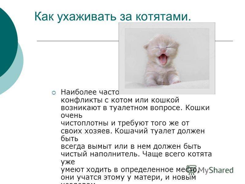 Новорожденные котята: как ухаживать в домашних условиях