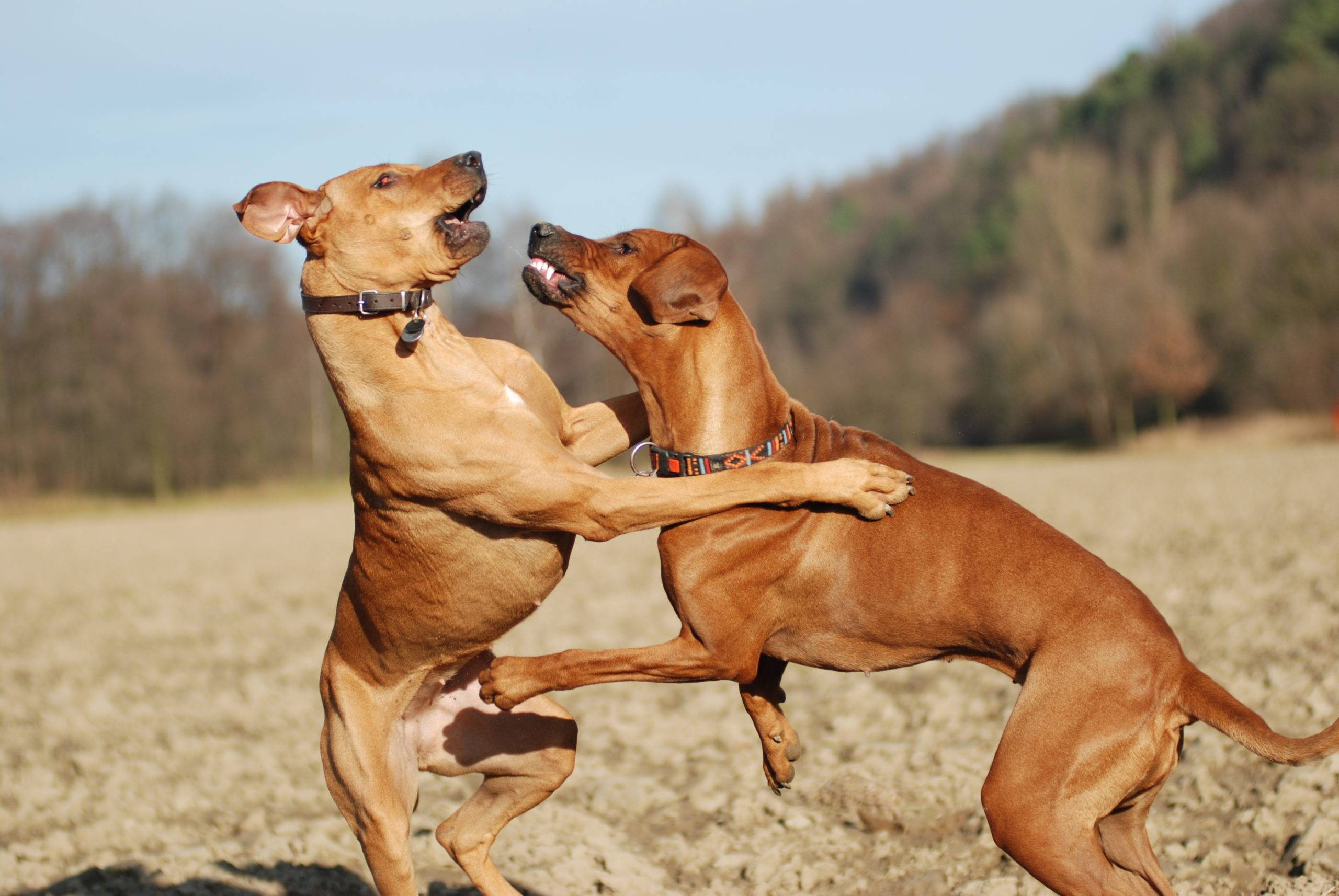 Зависит ли агрессивность собаки от породы? можно ли составить рейтинг самых агрессивных пород собак?