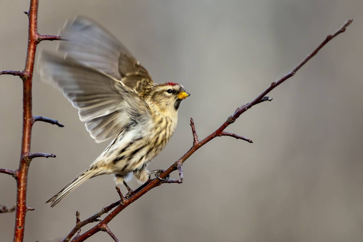 Чечетка птица. образ жизни и среда обитания птицы чечетки | животный мир
