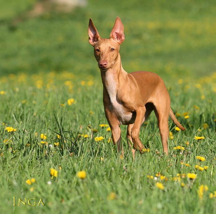 Чирнеко дель этна: фото, описание и характеристика породы, уход | все о собаках
