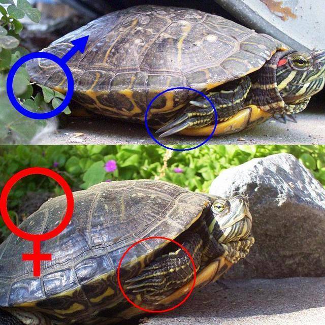 Что необходимо знать, прежде чем приобрести красноухую черепаху