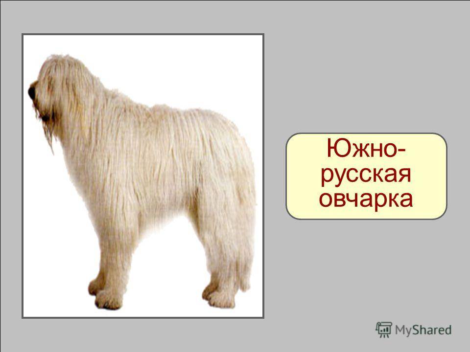 Южнорусская овчарка - описание породы собак с фото и видео южака