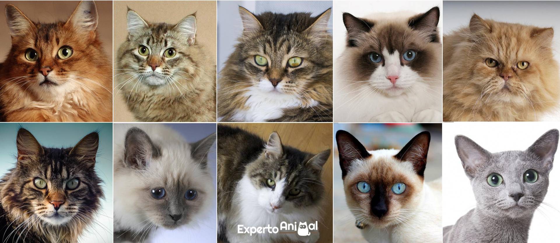 Какую породу кошек выбрать для квартиры: самые спокойные и неприхотливые породы, фото и описание - animallist.ru