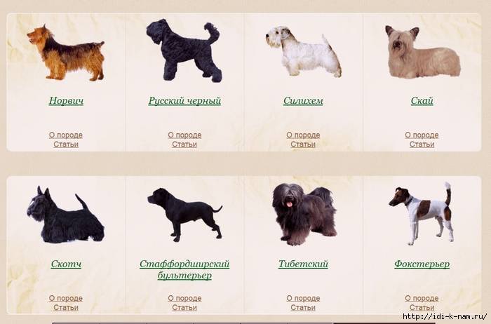 23 породы маленьких гладкошерстных собак